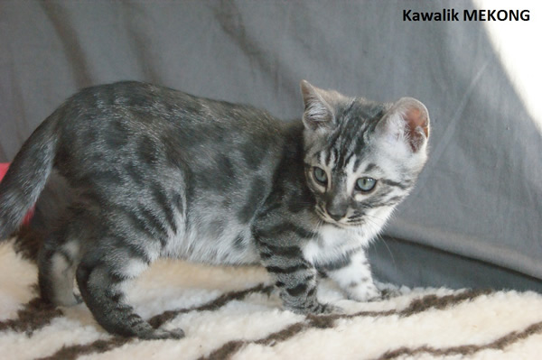 BENGAL SILVER CHARCOAL